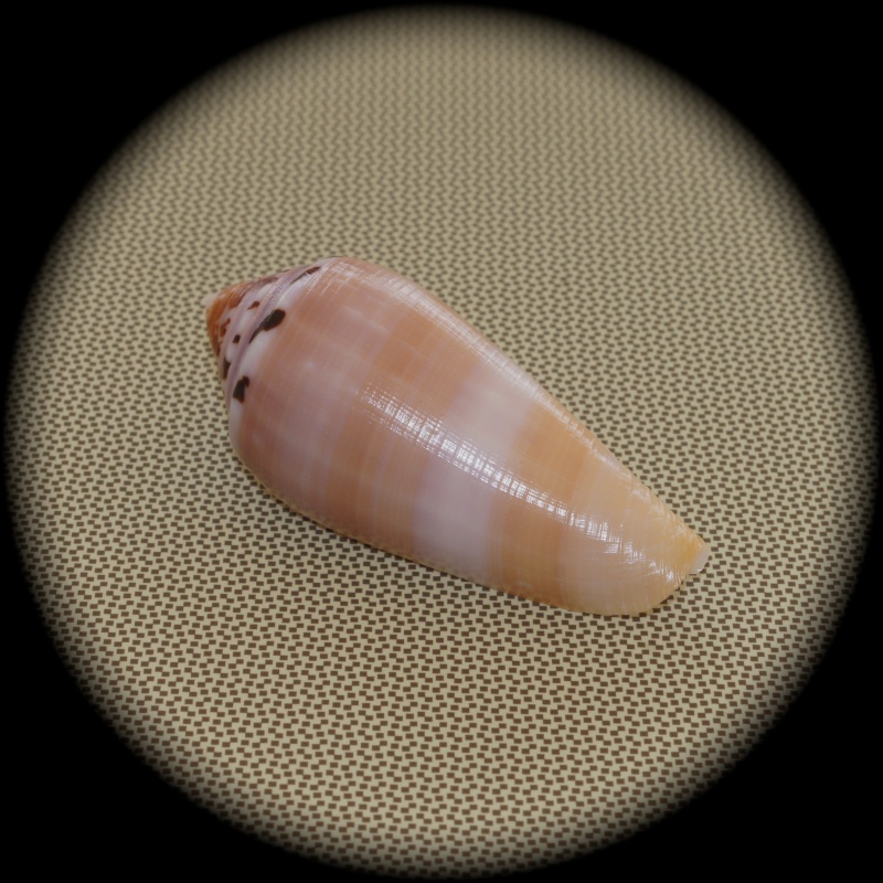 Conus (Pionoconus) circumcisus  Born, 1778 Dsc03310