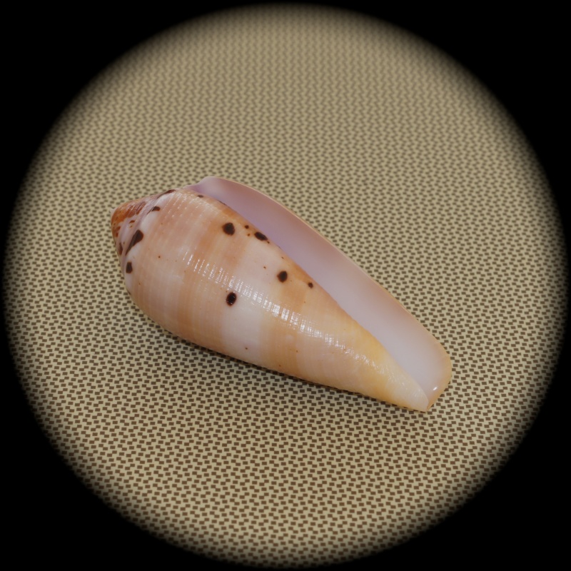 Conus (Pionoconus) circumcisus  Born, 1778 Dsc03311