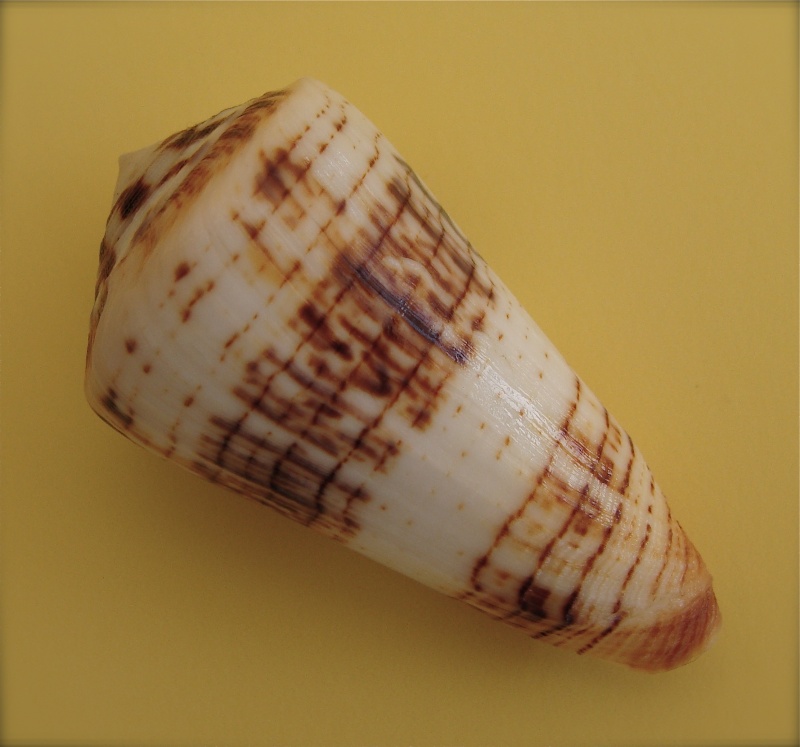 Conus (Strategoconus) ferrugineus chenui   Crosse, 1857 Dsc06610