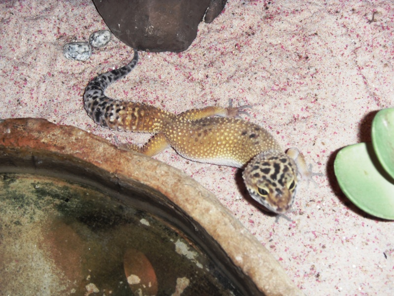 mon elevage de gecko leopard Sdc14710