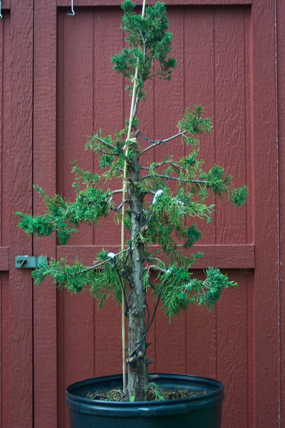 Progression - Juniperus c. 'Wintergreen'   Junipe14