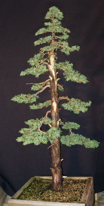 Progression - Juniperus c. 'Wintergreen'   Junipe22