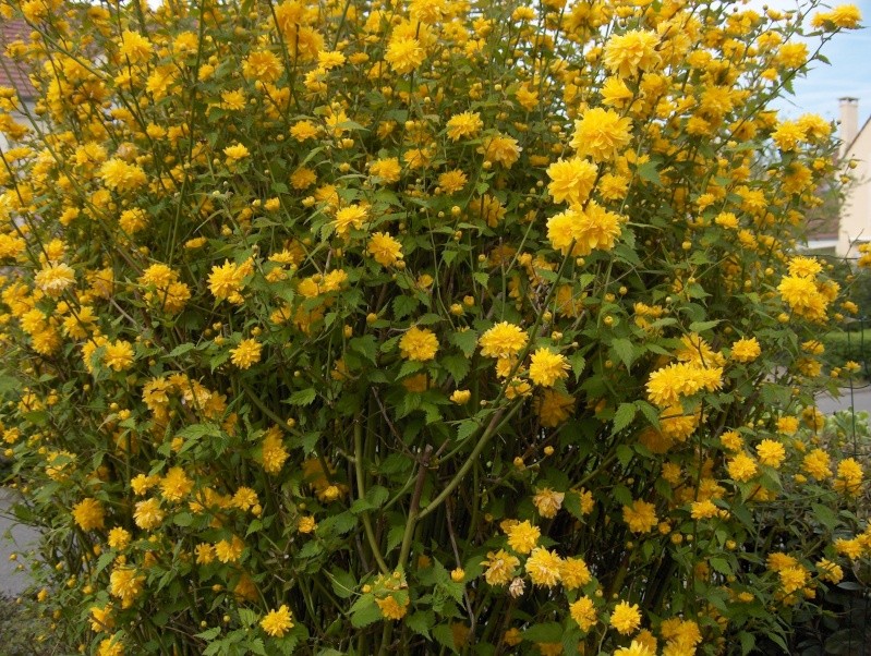 Kerria japonica Corate11