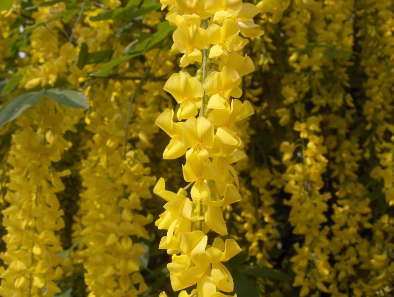 Floraisons du mois de Mai Cytise15
