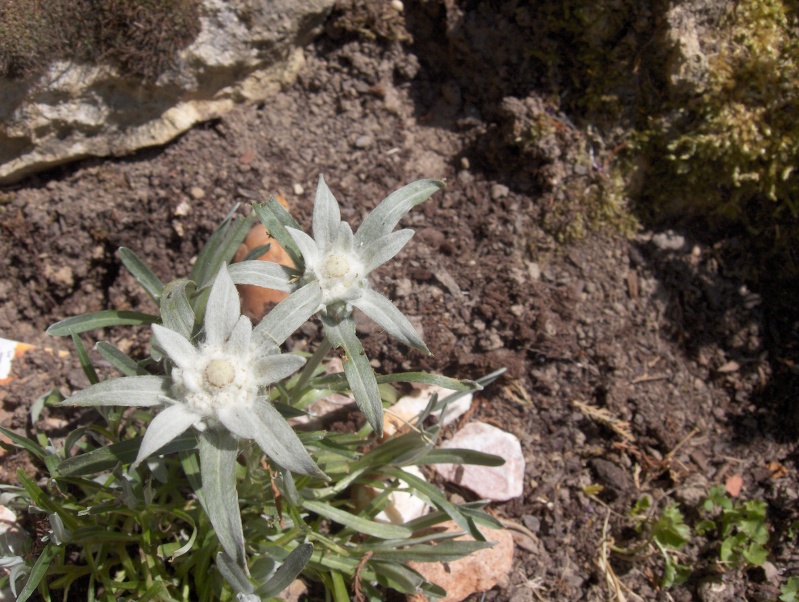 la culture de l'édelweiss /Leontopodium Alpinum Edelwe10