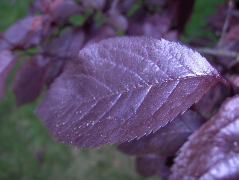  Les feuilles -une splendeur  Feuill12