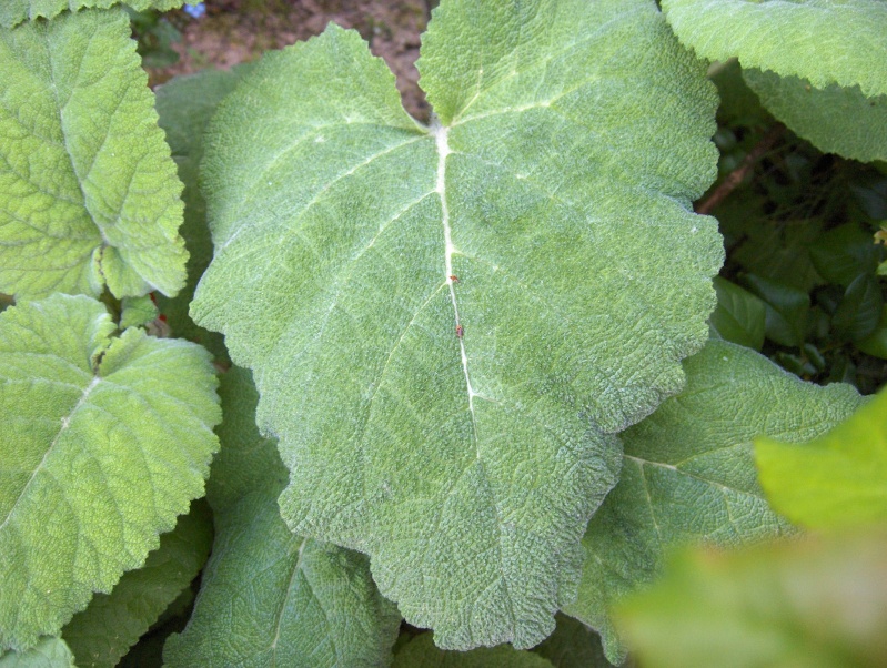 Les feuilles -une splendeur Feuill15
