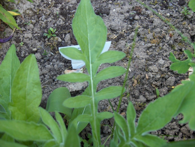 Les feuilles -une splendeur Feuill16