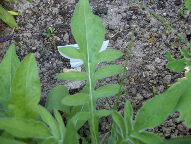  Les feuilles -une splendeur  Feuill16