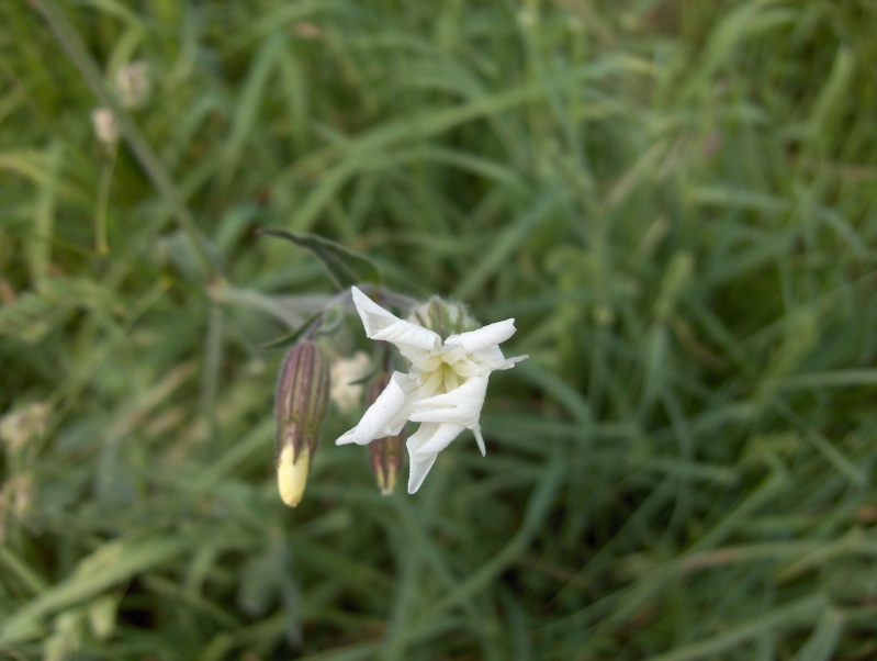 Ballade à travers champs Fleurs15