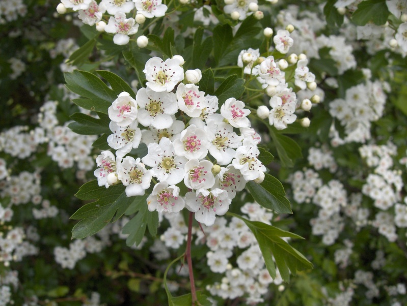 floraisons des arbres et des arbustes - Page 2 Hpim2415