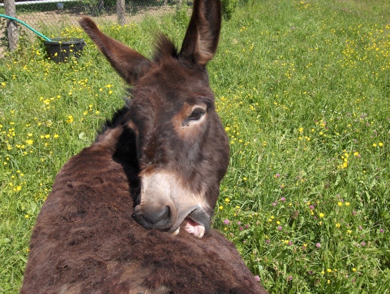 .... vous avez dit ...animaux à 4 pattes ??? Hpim2710