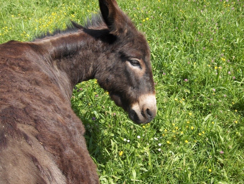 .... vous avez dit ...animaux à 4 pattes ??? Hpim2711