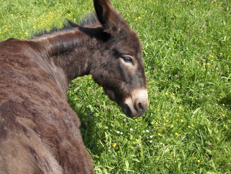 .... vous avez dit ...animaux à 4 pattes ???  Hpim2711