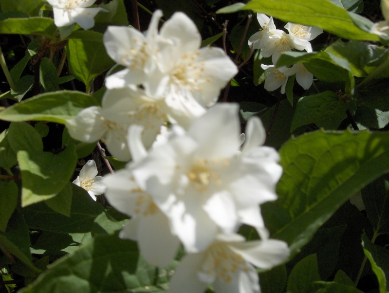 Floraisons du mois de Mai - Page 2 Hpim2728