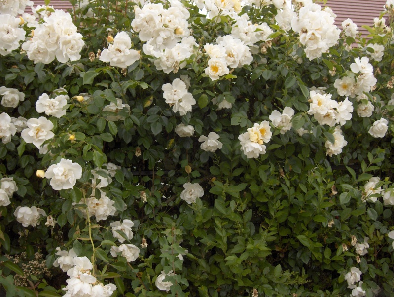 le royaume des rosiers...Vive la Rose ! Hpim2917