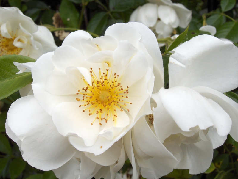 le royaume des rosiers...Vive la Rose ! Hpim2918