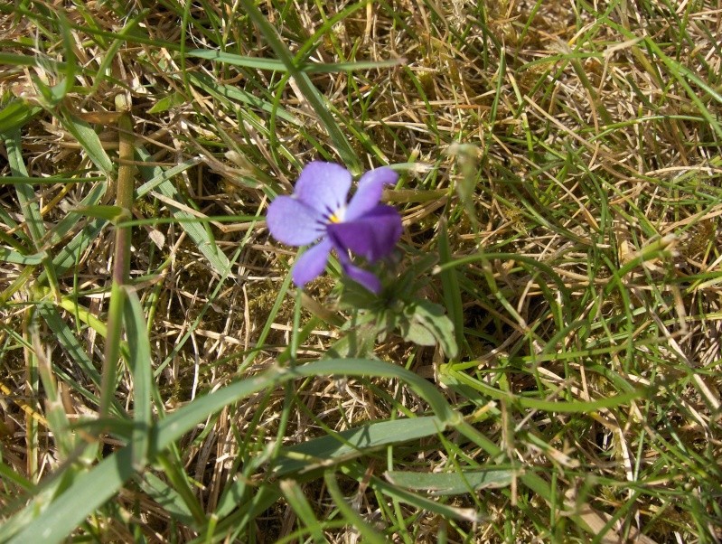 la culture des violettes sauvages -Viola odorata (violettes odorantes) Hpim2945