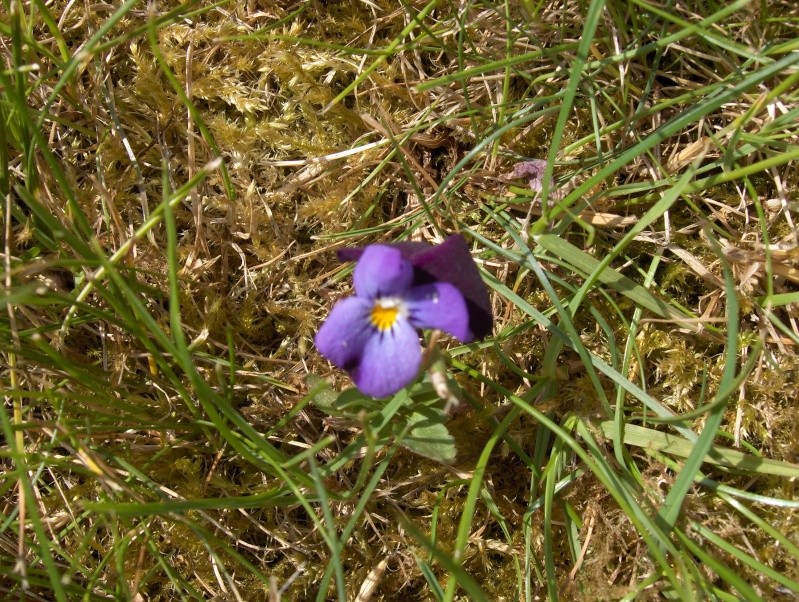 la culture des violettes sauvages -Viola odorata (violettes odorantes) Hpim2946