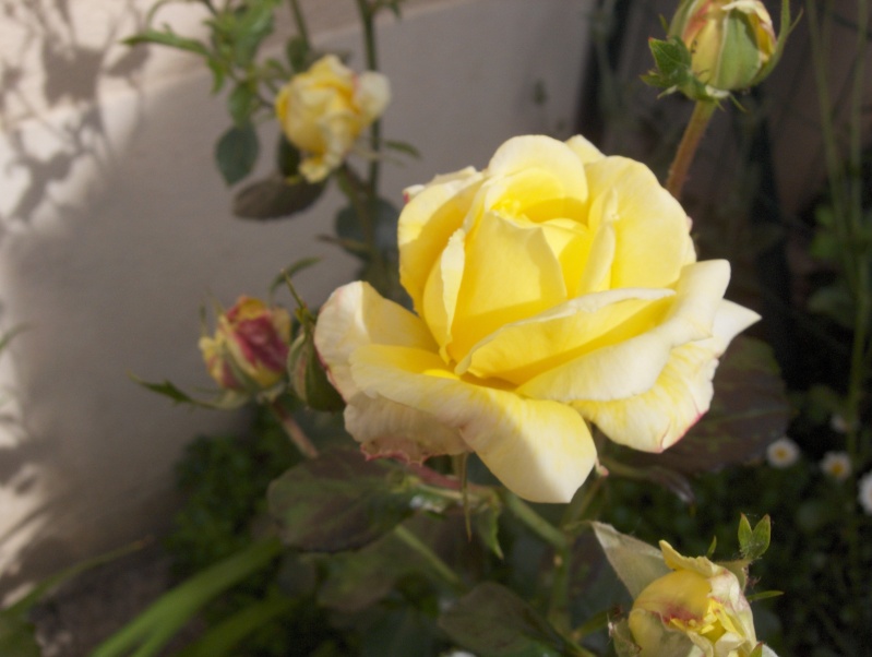 le royaume des rosiers...Vive la Rose ! - Page 2 Hpim3016