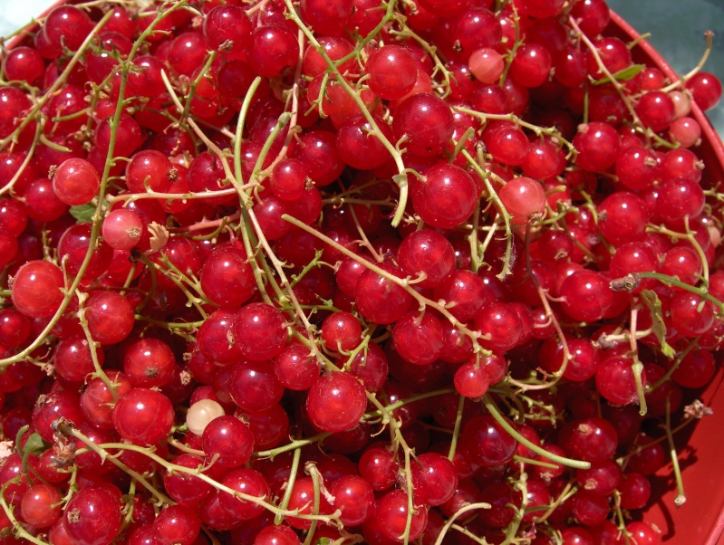 La récolte des fruits Hpim3039