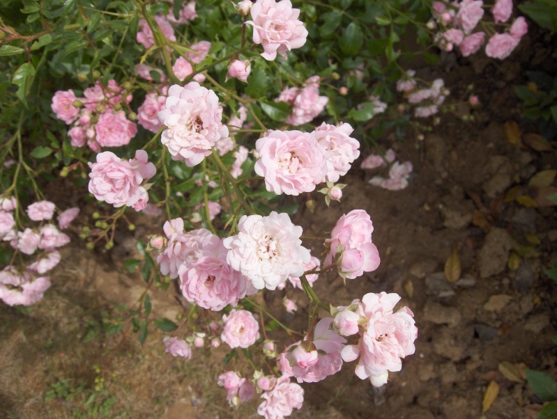 le royaume des rosiers...Vive la Rose ! - Page 2 Hpim3217