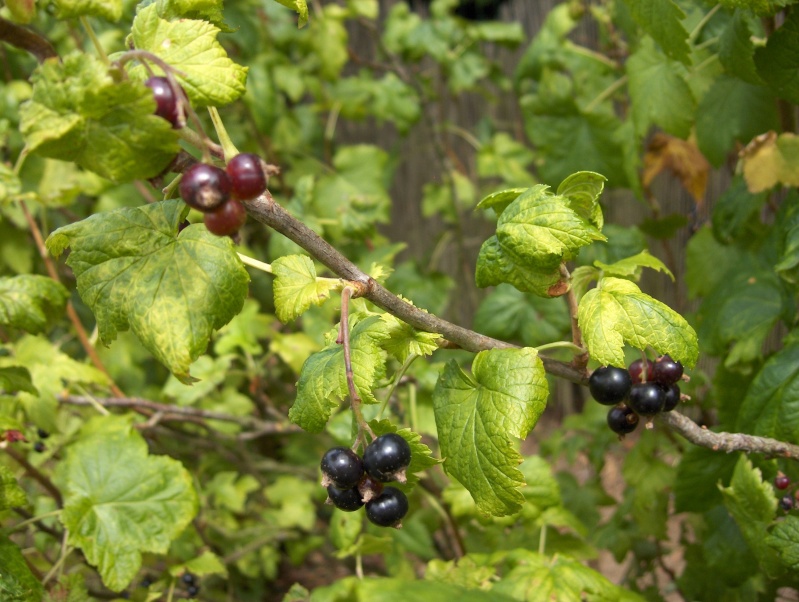 La récolte des fruits Hpim3224