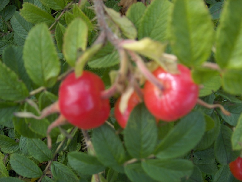 Après la floraison,les fruits !!! Hpim3244