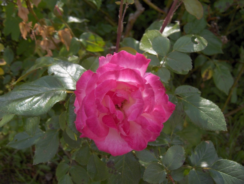 Floraisons du mois de Mai - Page 2 Rose_d11