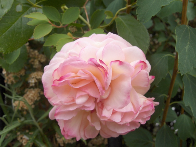 le royaume des rosiers...Vive la Rose ! - Page 2 Rose_f10