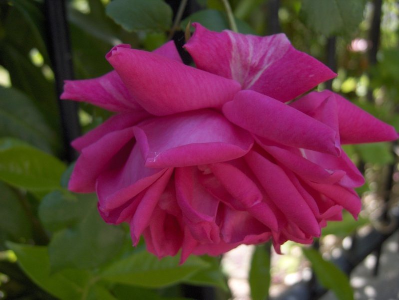 le royaume des rosiers...Vive la Rose ! - Page 2 Rose_t10
