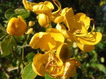 Fleurs du bout du monde- floraisons exotiques - Page 4 Senna_10