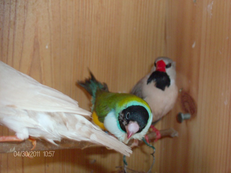 Nouveaux oiseaux (muriel) 2011_711