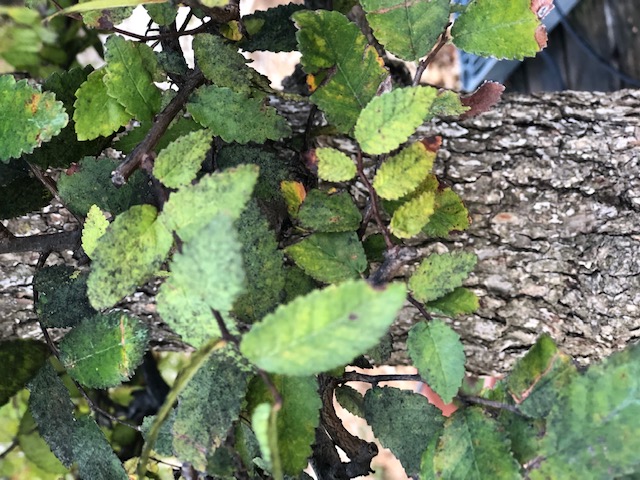 Winged Elm problem 210