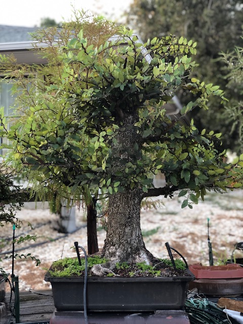Winged Elm problem Img_2512