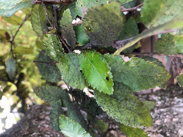 Winged Elm problem Img_2514