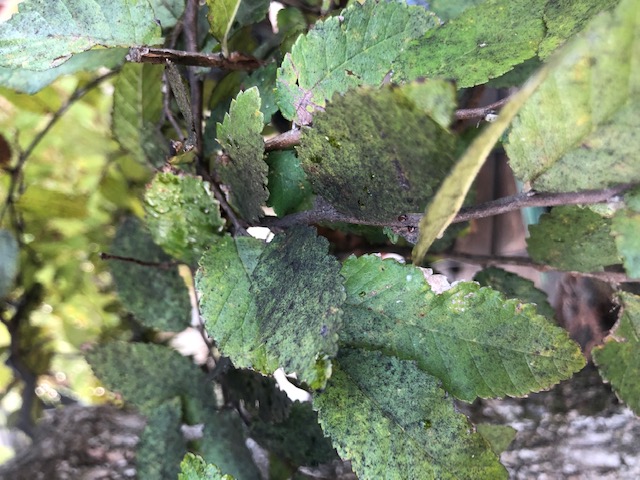 Winged Elm problem Img_2515