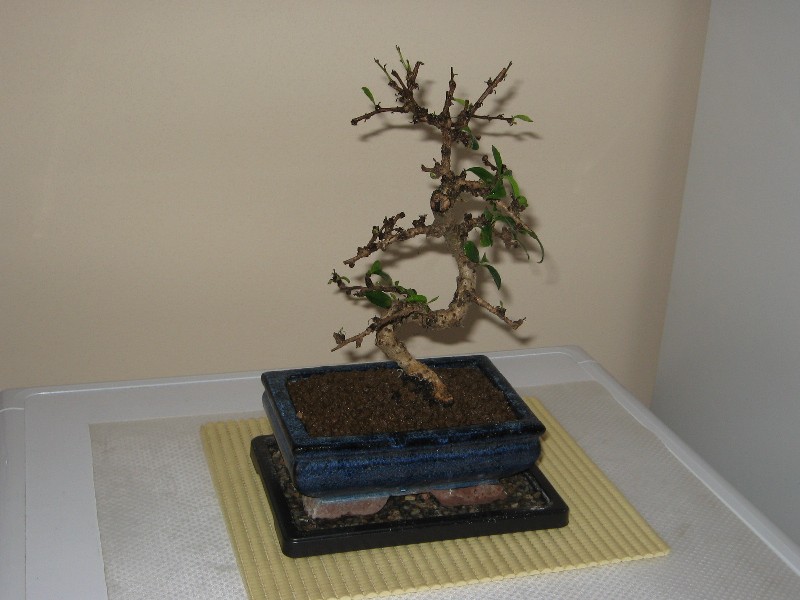 Carmona....il mio primo bonsai Img_1110