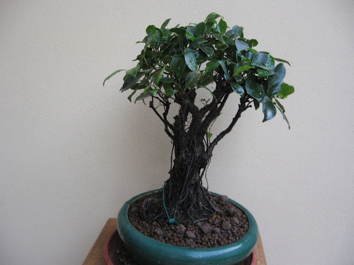 Ficus retusa con radici aeree Img_3628