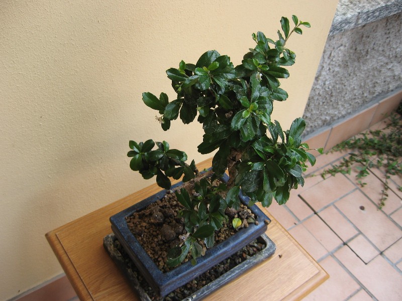 Carmona....il mio primo bonsai Img_3918