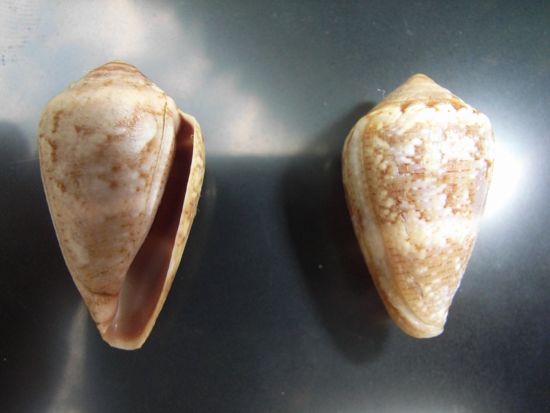 Conus (Lautoconus) ventricosus Gmelin 1791 Conus_13