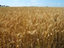 Les champs de blé