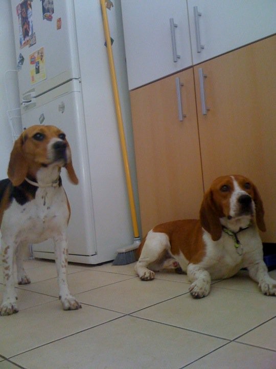 JOHNNY, beagle mâle, 5 ans (en FA dans le 11) 24820310
