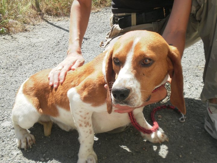 JOHNNY, beagle mâle, 5 ans (en FA dans le 11) 24877010
