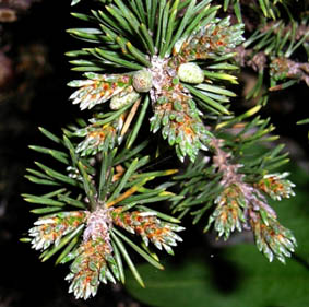 Pinus mugho Pinusm10