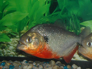 Le pygocentrus cariba (fiche) piranhas Cariba12