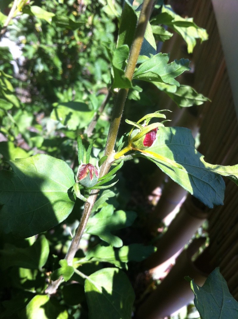 Hibiscus, feuilles qui pointe contre le bas Img_0215