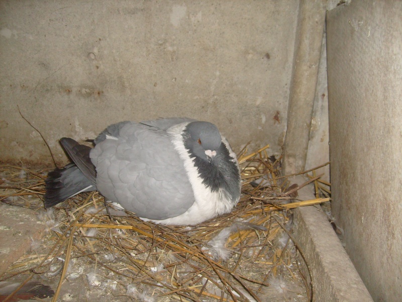 pigeon de concour !  S7301113