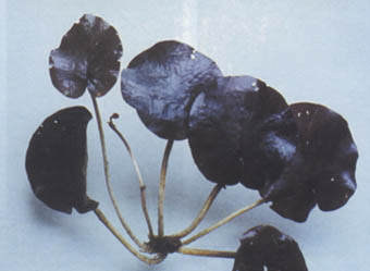 Barclaya longifolia Barcla10