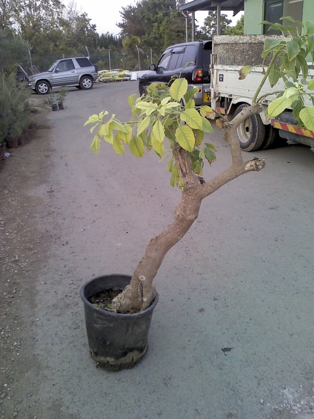 Please identify my tree. (Phytolacca dioica - Ombu as identified by David B.) Pic_0019